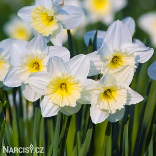Narcis - Ice follies 10 ks