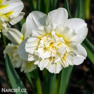 Narcis - Ice king 25 ks