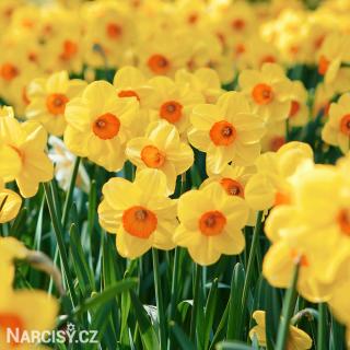 Narcis - Kedron 10 ks