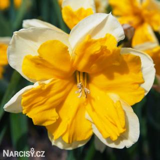 Narcis - Orangery 10 ks