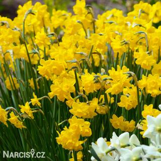 Narcis - Quaill 10 ks