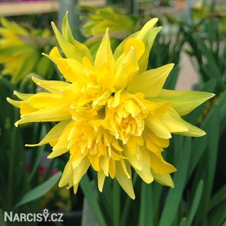 Narcis - Rip van winkle 10 ks