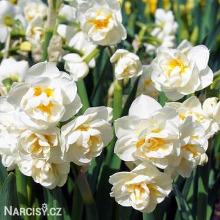 Narcis - Sir Winston Churchill 10 ks