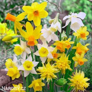 Narcis - Směs nízkých botanických narcisů 10 ks