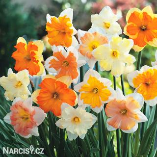 Narcis - Směs Orchideokvětých 10 ks