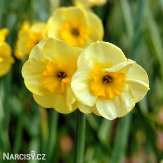 Narcis - Sundisc 10 ks