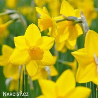 Narcis - Sweetness 10 ks