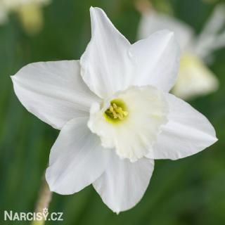 Narcis - Tresamble 250 ks