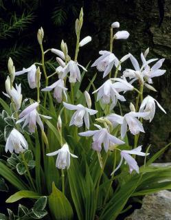 Orchidej vzpřímená - Bletilla alba 3 ks