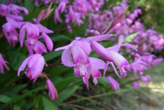 Orchidej vzpřímená - Bletilla striata 1 ks