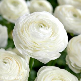 Ranunculus - Pryskyřník Bílý 10 ks