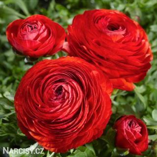 Ranunculus - Pryskyřník Červený 50 ks