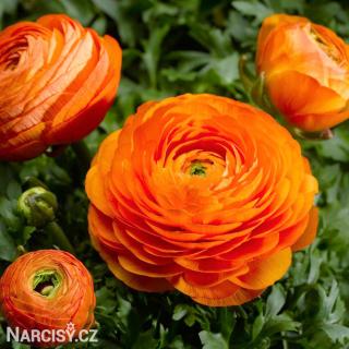 Ranunculus - Pryskyřník Oranžový 100 ks