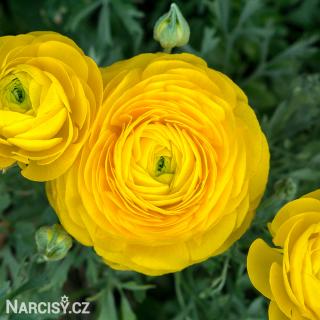 Ranunculus - Pryskyřník Žlutý 100 ks