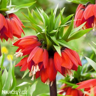Řebčík - Fritillaria Rubra 1 ks