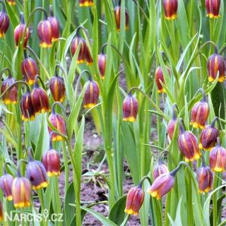 Řebčík - Fritillaria Uva Vulpis 100 ks