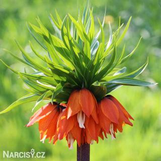 Řebčík - Fritillaria William Rex 10 ks