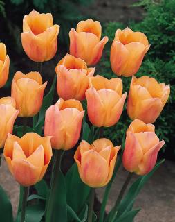 Tulipán - Apricot Beauty 10 ks