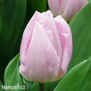 Tulipán - Candy Prince 25 ks