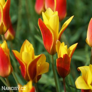 Tulipán - Clusiana chrysantha 10 ks