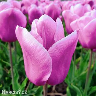 Tulipán - Holland Beauty 10 ks