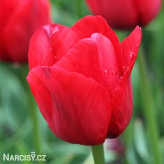 Tulipán - Ile de France 25 ks