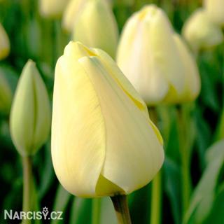 Tulipán - Ivory floradale 10 ks