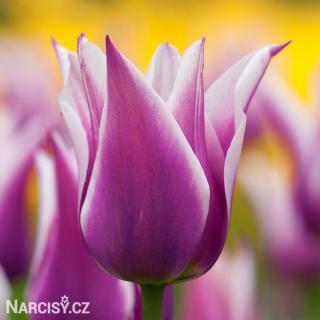 Tulipán liliokvětý - Ballade 10 ks