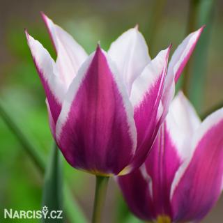 Tulipán liliokvětý - Claudia 10 ks
