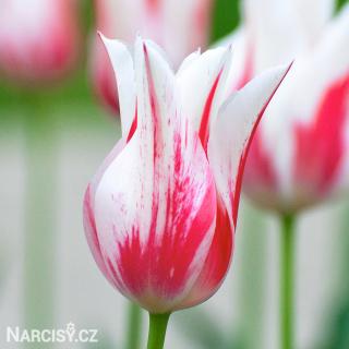 Tulipán liliokvětý - Marilyn 10 ks