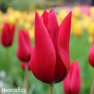 Tulipán liliokvětý - Pieter de Leur 10 ks