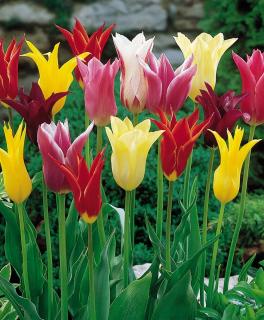 Tulipán liliokvětý - Směs barev 10 ks