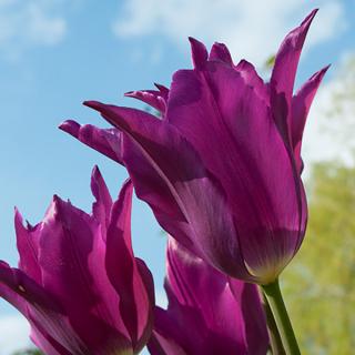 Tulipán liliokvětý - Yume no murasaki 10 ks