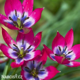 Tulipán - Little beauty 25 ks