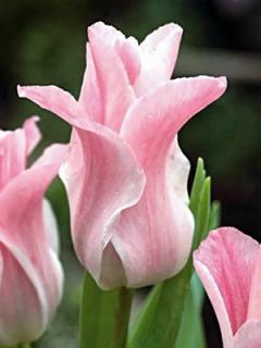 Tulipán - Miss elegance 25 ks