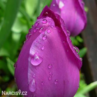 Tulipán - Negrita 10 ks