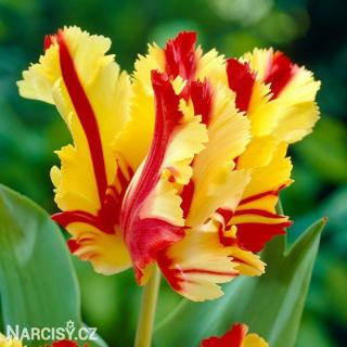 Tulipán papouškovitý - Flaming parrot 10 ks