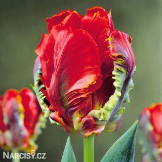 Tulipán papouškovitý - Rococo 10 ks