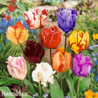 Tulipán papouškovitý - Směs barev 10 ks
