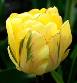 Tulipán plnokvětý - Akebono 10 ks