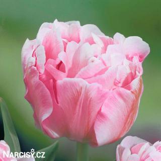 Tulipán plnokvětý - Angelique 100 ks