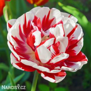 Tulipán plnokvětý - Carnaval de Nice 25 ks