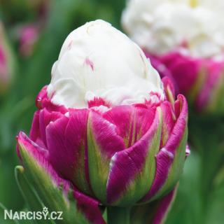 Tulipán plnokvětý - Ice cream 25 ks