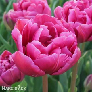 Tulipán plnokvětý - Margarita 25 ks