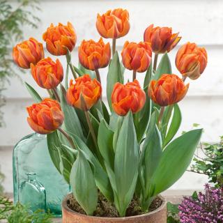 Tulipán plnokvětý - Orange Princess 10 ks
