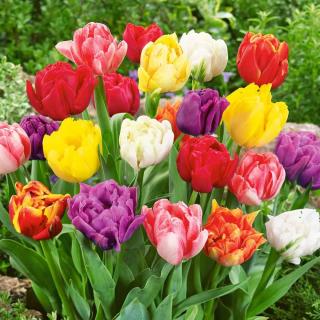 Tulipán plnokvětý - Směs barev 10 ks