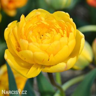 Tulipán plnokvětý - Yellow pomponette 10 ks