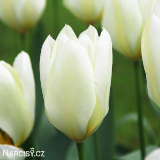 Tulipán - Purissima 25 ks