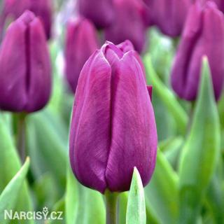 Tulipán - Purple Prince 10 ks