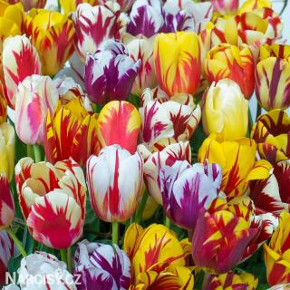 Tulipán Rembrandt - Směs barev 25 ks